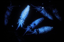 bioluminescent-firefly-squid