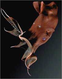 vampyroteuthisinfernalis-jpg